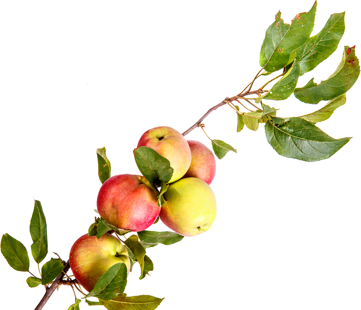 apple branch
