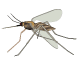 mosquito