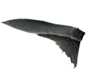 magpie beak