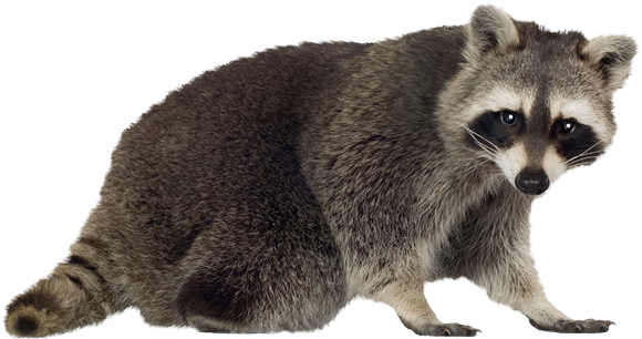 raccoon